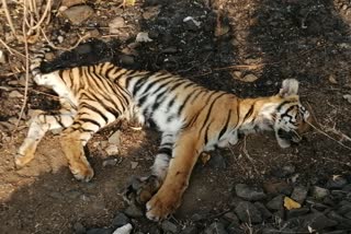 Tiger cub killed