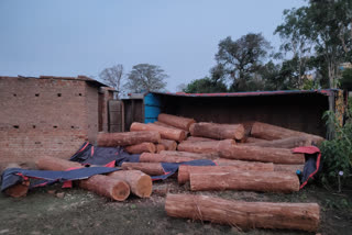 illegal wood seized in simdega