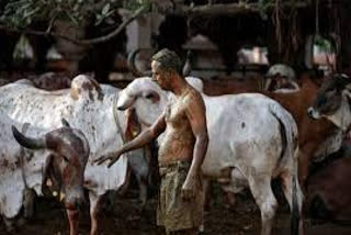 Doctors in India are warning against the practice of using cow dung in the belief it will ward off COVID 19