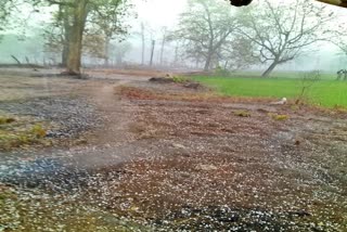 DAMAGE OF CROPS DURING UNSEASONAL RAIN