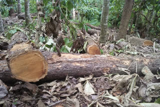 illegal tree cutting  wayanad news  വയനാട് വാർത്തകള്‍  പനവല്ലി കാൽവരി എസ്റ്റേറ്റ്