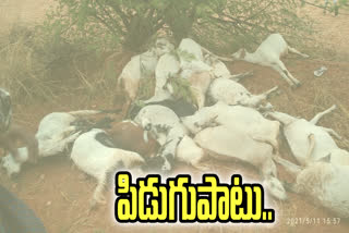 goats died