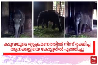 elephant rescued from the tiger's attack was brought to Kappukadu  കടുവയുടെ ആക്രമണത്തിൽ നിന്ന് രക്ഷിച്ച ആനക്കുട്ടിയെ കാപ്പുകാട് എത്തിച്ചു  ആനക്കുട്ടിയെ കാപ്പുകാട് എത്തിച്ചു  കടുവയുടെ ആക്രമണം  മൂന്നാർ  munnar news  കോട്ടൂരിലെ വാർത്തകൾ  മൂന്നാർ വാർത്തകൾ