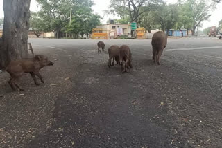 வெறிச்சோடிய சாலையில் ஜாலியாக உலா வரும் காட்டுப்பன்றிகள்