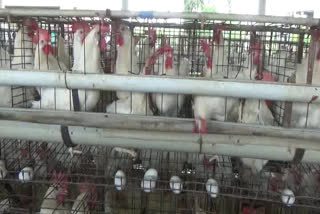 Lockdown effect on Poultry farm