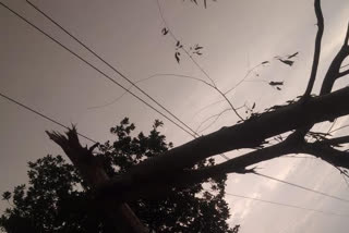 Hundreds of electric poles fell in the storm in koriya