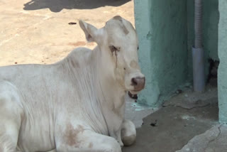 lock down effects on haveri Cattle