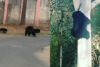 सिरोही में भालू, Bear in sirohi