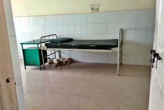 Koppal district hospital, dog staying place of Koppal district hospital, Koppal district hospital news, ಕೊಪ್ಪಳ ಜಿಲ್ಲಾಸ್ಪತ್ರೆ, ನಾಯಿ ತಂಗುವ ಸ್ಥಳವಾದ ಕೊಪ್ಪಳ ಜಿಲ್ಲಾಸ್ಪತ್ರೆ, ಕೊಪ್ಪಳ ಜಿಲ್ಲಾಸ್ಪತ್ರೆ ಸುದ್ದಿ,