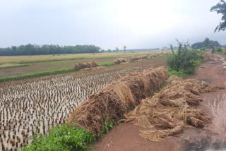 বীরভূমে বোরো ধান