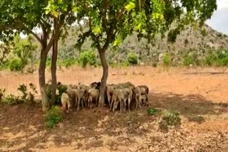 shepherds-facing-problem-in-bagepalli