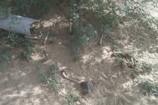 chinkara poaching in jaisalmer, chinkara hunt in jaisalmer