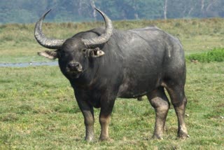 A bison died due to electrocution