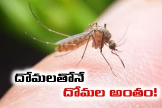 genetically modified mosquitoes