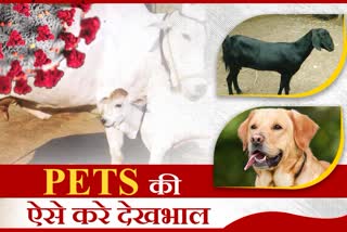 tips to keep safe pets in Corona, Ajmer news