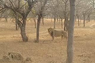 jaipur lion safari