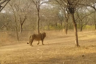 એશિયાઇ સિંહ