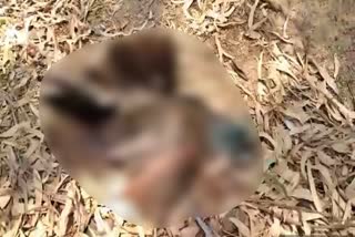 Peacock died in Pali,  Rajasthan News