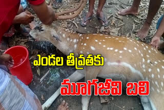 spotted deer died in vykuntapuram