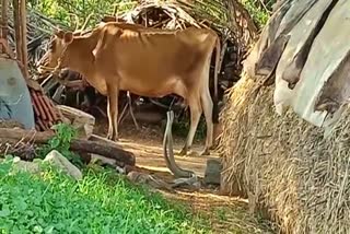 two-snake-dancing-at-ramanagara