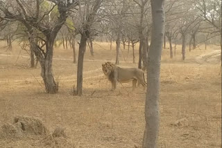 Asiatic lion Covid positive  lion tested positive for COVID in Jaipur  Jaipur lion covid  lion COVID in Jaipur  രാജസ്ഥാനിലെ മൃഗശാലയിലെ സിംഹത്തിന് കൊവിഡ്  സിംഹത്തിന് കൊവിഡ്  മൃഗശാലയിലെ സിംഹത്തിന് കൊവിഡ്