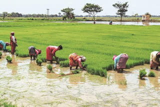 on-friday-farmers-of-wb-are-going-to-get-the-money-of-pm-kisan-nidhi-samman-scheme