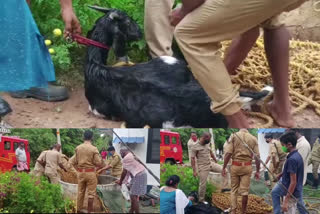 Nilambur fire brigade rescues pregnant goat from well  Nilambur fire brigade rescues pregnant goat from well  Nilambur fire brigade rescues  fire brigade rescues related news  നിലമ്പൂരിലെ അഗ്നിശമനസേന  നിലമ്പൂരിലെ അഗ്നിശമനസേന വാര്‍ത്തകള്‍  അഗ്നിശനമസേന വാര്‍ത്തകള്‍