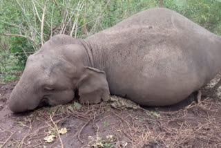 Lightning kills 20 elephants in Assam