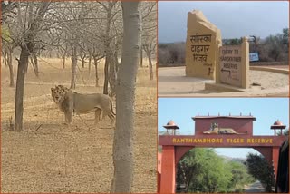 Alert in Sariska tiger reserve, अलवर सरिस्का में अलर्ट