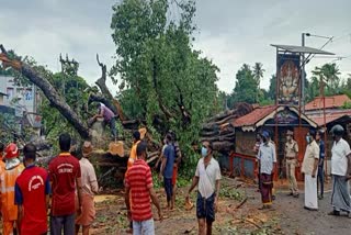 Banyan tree fell near Varkala  Banyan tree fell  ആൽമരം കടപുഴകി വീണു  വർഷങ്ങൾ പഴക്കമുള്ള ആൽമരം  വർക്കല പുന്നമൂട് റെയിൽവേ ഗേറ്റ്  വർക്കല  Varkala