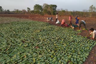 तेंदू पत्ता व्यापार की तैयारियां, Tendu leaf trade preparations