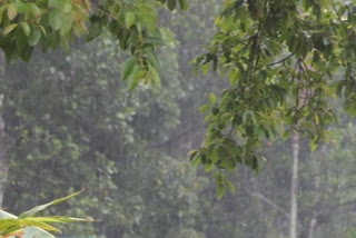 heavy rainfall in idukki  idukky  ഇടുക്കിയിൽ മഴ ശക്തം  ഇടുക്കി