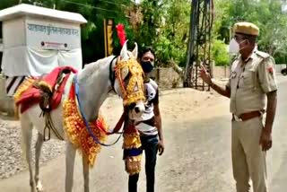 जोधपुर न्यूज  घोड़ा मालिका का कटा चालान  चालान  मिल्क मैन कॉलोनी  Milk man colony  Invoice  Jodhpur News  Horse owner chopped invoice