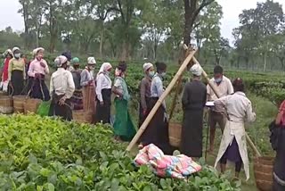 work-progress-till-4-pm-at-baksa-tea-estate-amid-covid-19-sop