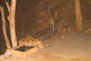 झालाना लेपर्ड रिजर्व ताजा खबर, तीन शावकों संग मादा लेपर्ड-LK, Jhalana Leopard Reserve Latest News,  Female Leopard-LK with three cubs, Monitoring at Leopard Reserve