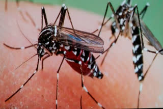 dengue