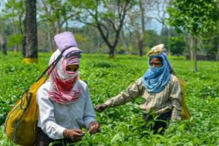Covid situation effect tea industry of Assam