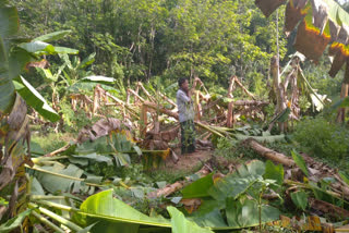 മഴക്കെടുതി  കൃഷി നാശം  crops damaged  Pathanamthitta district  Pathanamthitta  rain  പത്തനംതിട്ട