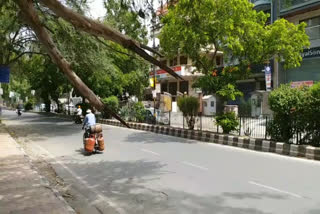 part of tree broke and fell on the road in delhi