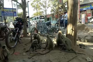 ଖାଦ୍ୟ ଅନ୍ବେଷଣରେ ଭୋକିଲା ମାଙ୍କଡ଼ ଏବେ ସହରମୁହାଁ