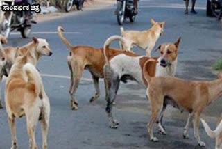 ಬೆಂಗಳೂರಿನಲ್ಲಿ ವೃದ್ಧೆ ಮೇಲೆ ಬೀದಿ ನಾಯಿಗಳ ದಾಳಿ