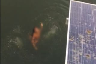 Diving girl saved life by jumping in a pond for mobile