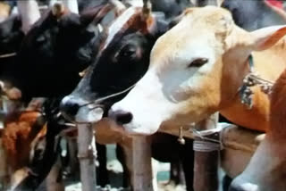 Yamunanagar: Cow defense team freed 4 bulls and a cow from smugglers