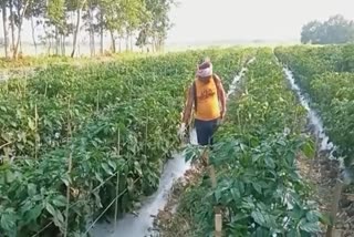 a-youth-of-majuli-become-self-dependent-by-chili-cultivation