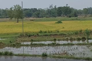 heavy rain, more-then-millions-costing-of-rice-are-destroy-in-jajpur