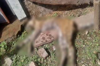 Panther body found in forest,  Pali News