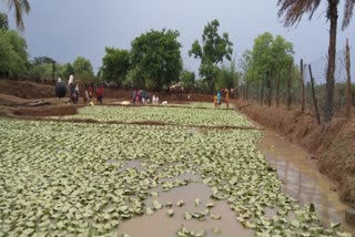 Unseasonal rains in Kondagaon