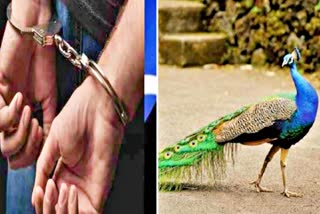 jaipur latest news  crime in jaipur  two crooks arrested while hunting peacock  मोर का शिकार  कोरोना काल  जयपुर की ताजा खबर  राष्ट्रीय पक्षी मोर  Corona era  National Bird Peacock