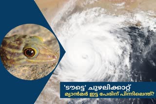 story behind the cyclone Tauktae  cyclone Tauktae  lizard Tauktae  പല്ലിയെങ്ങനെ ചുഴലിക്കാറ്റായി  ടൗട്ടെ  ടൗട്ടെ ചുഴലിക്കാറ്റ്