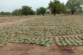 tendu-leaf-collection-at-korba